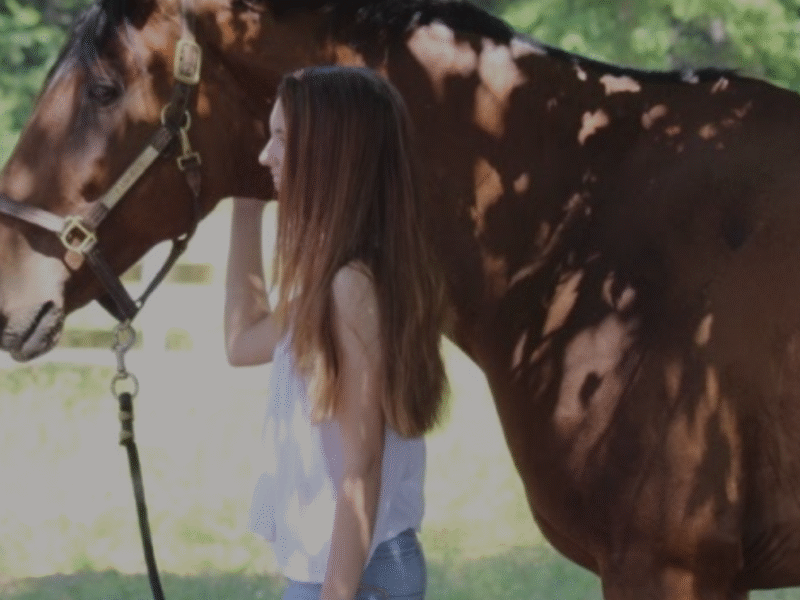 A HORSE HOTEL AT EQUINE BLVD